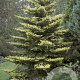 Abies k. 'Aurea' 20-25 cm 2,0L