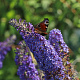 Buddleja 'Reve de Papillon Blue' 30-40 cm 3,0L