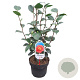 Camellia japonica 'Blood of China' 60-80 cm 5,0L
