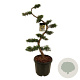 Juniperus pfitzeriana 125 cm 45L bonsai