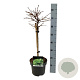 Larix decidua 'Little Bogle' 40 cm stam 5,0L