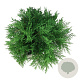 Microbiota decussata 'Fuzzball' 50-60 cm 7,5L