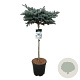 Picea pungens 'Glauca Globosa' 80 cm stam 15L