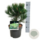 Pinus heldreichii 'Compact Gem' 25-30 cm