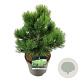 Pinus heldreichii 'Compact Gem' 30-40 cm 7,5L
