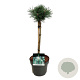 Pinus mugo 'Green Column' 40 cm stam 5,0L
