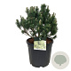 Pinus mugo 'Limerick' 40-50 cm 30L extra