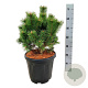 Pinus mugo 'Mumpitz' 30-40 cm 15L