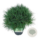 Pinus strobus 'Minima' 30-40 cm 4,5L