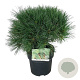 Pinus strobus 'Minima' 30-40 cm 4,5L