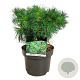 Pinus strobus 'Tiny Kurls' 25-30 cm
