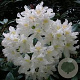 Rhododendron 'Cunningham Fat Boy' 30-40 cm 5,0L struik