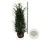 Taxus baccata 120-140 cm met kluit extra