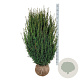 Taxus media 'Hicksii' 120-140 cm met kluit extra