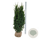 Taxus media 'Hillii' 140-160 cm met kluit extra