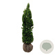 Taxus media 'Viridis' 120-140 cm met kluit extra