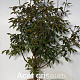 Acer griseum 80-100 cm met kluit