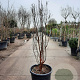 Acer griseum 150-175 cm 50L