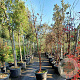 Acer griseum 175-200 cm container meerstammig
