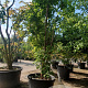 Acer griseum 300-350 cm container meerstammig