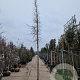 Acer monspessulanum 200 cm stam container 16-18 leiboom