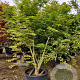 Acer palmatum 200-250 cm container solitair