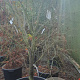 Acer palmatum 200-250 cm container solitair