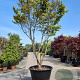 Acer palmatum 300-350 cm container meerstammig struik