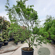 Acer palmatum 350-400 cm container meerstammig