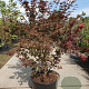 Acer pal. 'Atropurpureum' 160-180 cm cont. 90L solitair