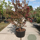 Acer pal. 'Atropurpureum' 160-180 cm cont. 90L solitair