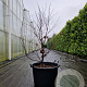 Acer pal. 'Bloodgood' 100-125 cm container meerstammig