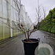Acer pal. 'Bloodgood' 100-125 cm container multiplateau