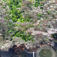 Acer pal. 'Bloodgood' 125-150 cm container meerstammig