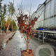 Acer pal. 'Bloodgood' 150-175 cm draadkluit meerstammig