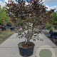 Acer pal. 'Bloodgood' 160-180 cm cont. 90L solitair