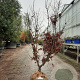 Acer pal. 'Bloodgood' 175-200 cm draadkluit meerstammig solitair