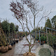 Acer pal. 'Bloodgood' 450-500 cm draadkluit solitair 4 X verplant