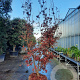 Acer pal. 'Bloodgood' 200-250 cm draadkluit solitair