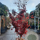 Acer pal. 'Bloodgood' 200-250 cm draadkluit solitair