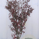Acer pal. 'Bloodgood' 200-250 cm draadkluit solitair
