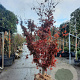 Acer pal. 'Bloodgood' 200-250 cm draadkluit solitair