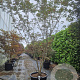 Acer pal. 'Bloodgood' 200-250 cm container meerstammig