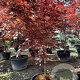 Acer pal. 'Bloodgood' 200-250 cm container meerstammig