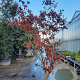 Acer pal. 'Bloodgood' 250-300 cm draadkluit solitair