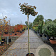Acer pal. 'Bloodgood' 180 cm stam container 6-8