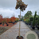 Acer pal. 'Bloodgood' 180 cm stam container 8-10