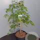 Acer pal. 'Dissectum' 50-60 cm 7,5L