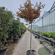 Acer pal. 'Fireglow' 180 cm stam container 14-16