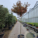 Acer pal. 'Fireglow' 180 cm stam container 14-16